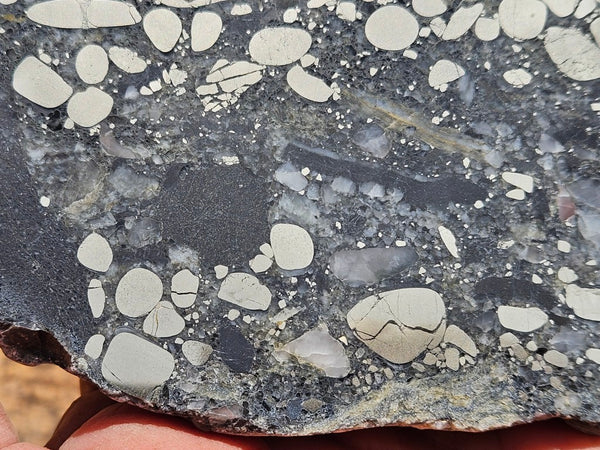 Polished Beaton's Creek auriferous conglomerate slab BC115