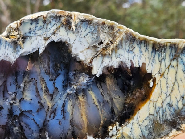 Polished Dendritic Opal slab DO238