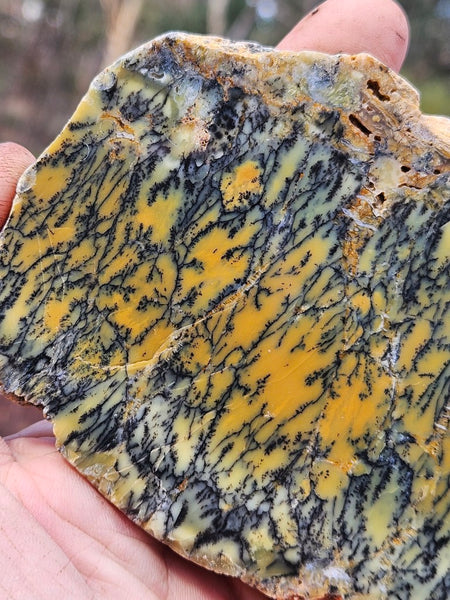 Polished Dendritic Opal slab DO239