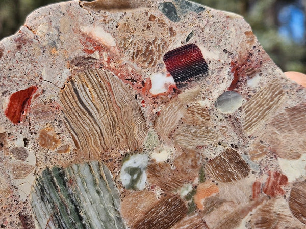 Polished Marillana Conglomerate slab MC129
