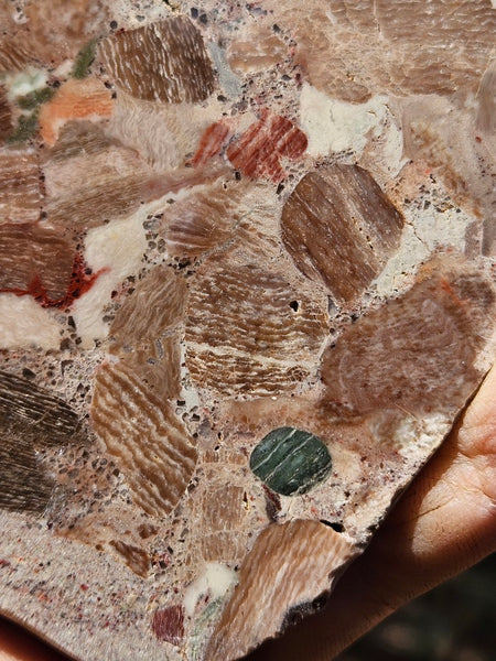 Polished Marillana Conglomerate slab MC129