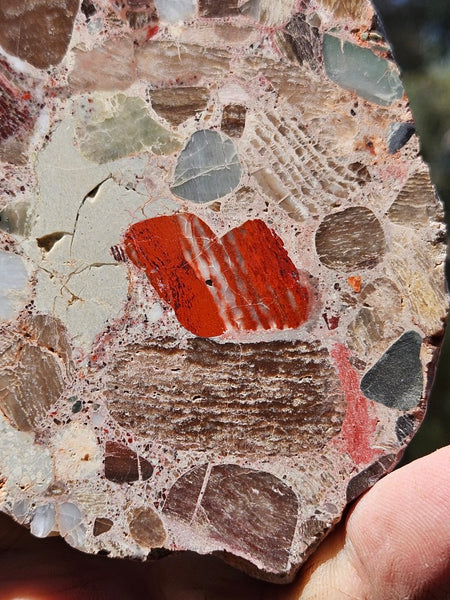 Polished Marillana Conglomerate slab MC130