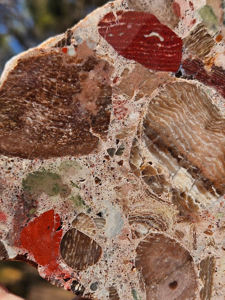 Polished Marillana Conglomerate slab MC130
