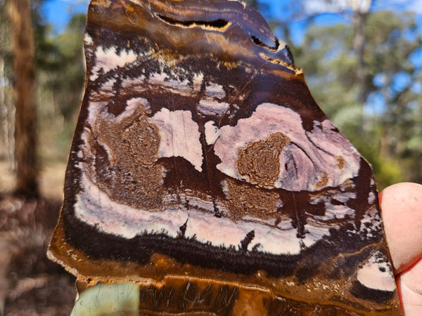 Polished Outback Jasper slab OJ208
