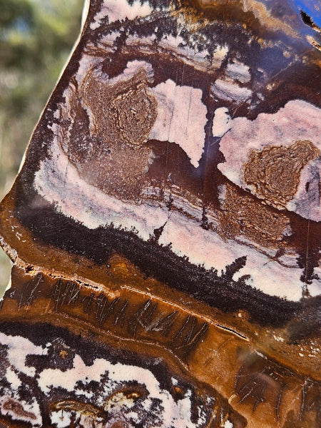 Polished Outback Jasper slab OJ208