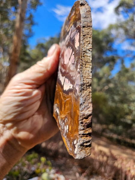 Polished Outback Jasper slab OJ209