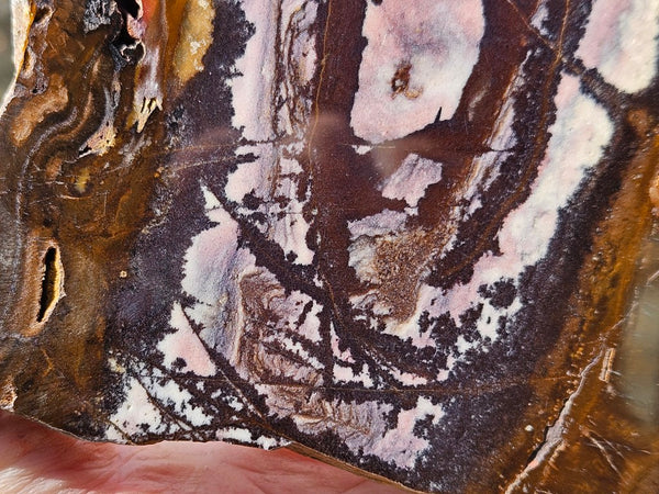 Polished Outback Jasper slab OJ209