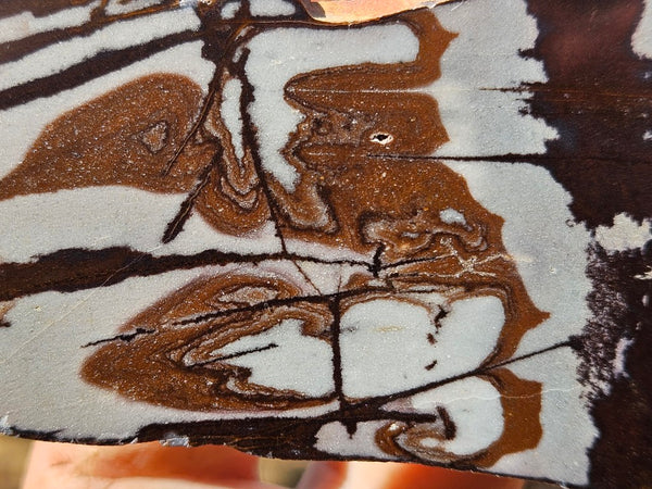 Polished Outback Jasper slab OJ210