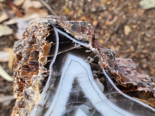 Polished Pilbara Agate PA287