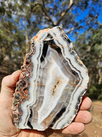 Polished Pilbara Agate slab PA289