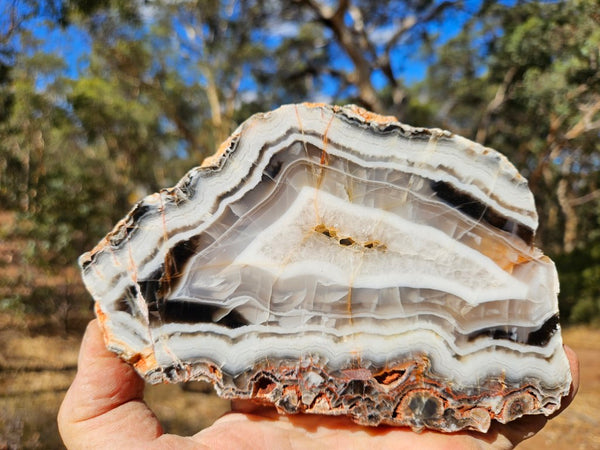 Polished Pilbara Agate slab PA289