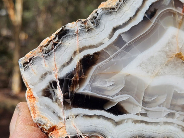 Polished Pilbara Agate slab PA289