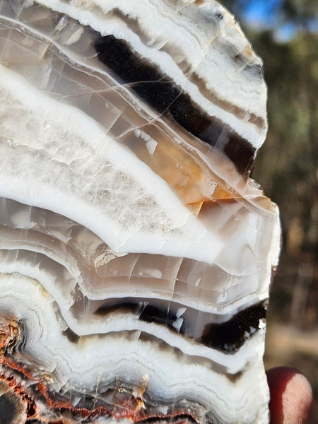Polished Pilbara Agate slab PA289