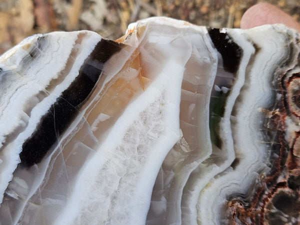 Polished Pilbara Agate slab PA289