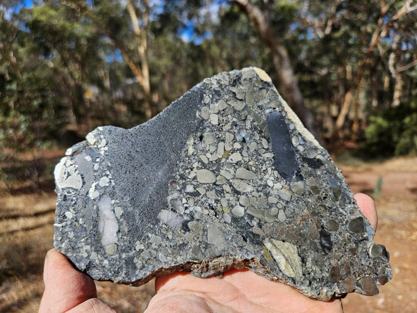 Polished Beaton's Creek auriferous conglomerate slab BC116