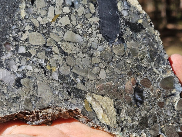 Polished Beaton's Creek auriferous conglomerate slab BC116