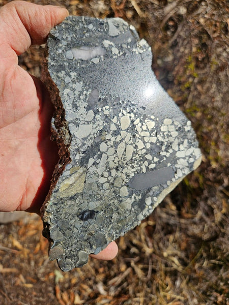 Polished Beaton's Creek auriferous conglomerate slab BC116