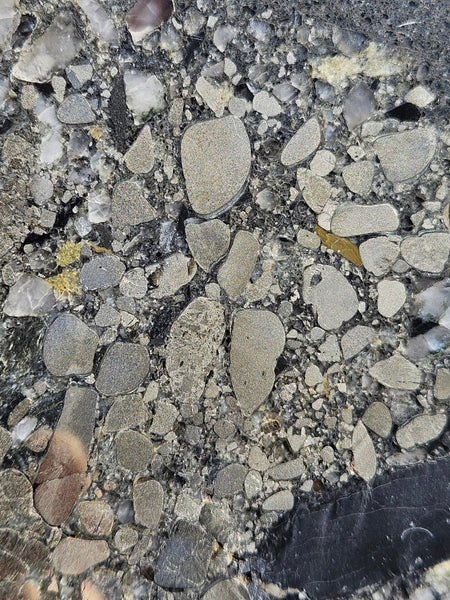 Polished Beaton's Creek auriferous conglomerate slab BC116