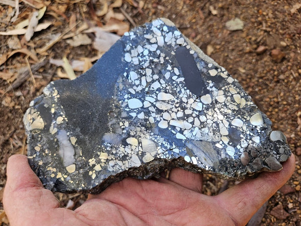 Polished Beaton's Creek auriferous conglomerate slab BC116