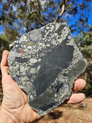 Polished Beaton's Creek auriferous conglomerate slab BC118