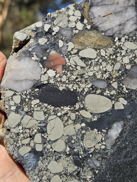 Polished Beaton's Creek auriferous conglomerate slab BC118