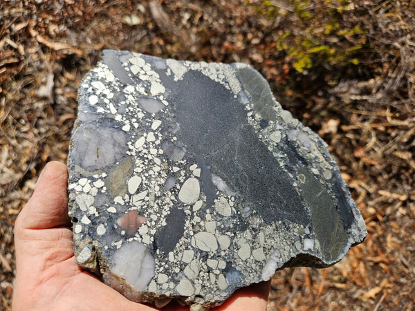 Polished Beaton's Creek auriferous conglomerate slab BC118