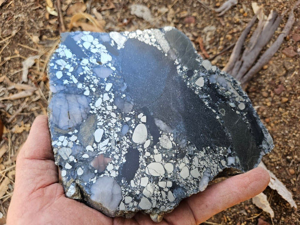 Polished Beaton's Creek auriferous conglomerate slab BC118