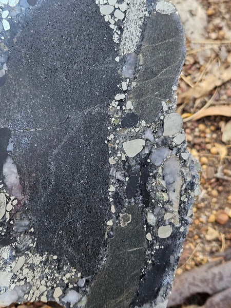 Polished Beaton's Creek auriferous conglomerate slab BC118