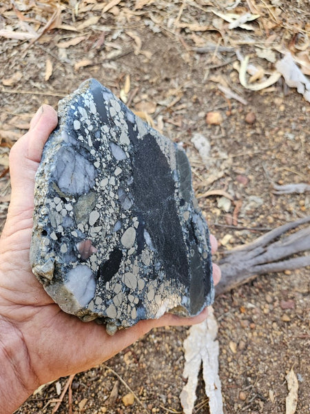 Polished Beaton's Creek auriferous conglomerate slab BC118