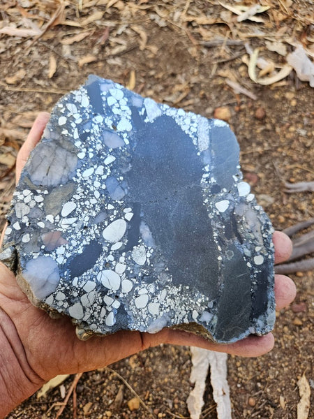 Polished Beaton's Creek auriferous conglomerate slab BC118