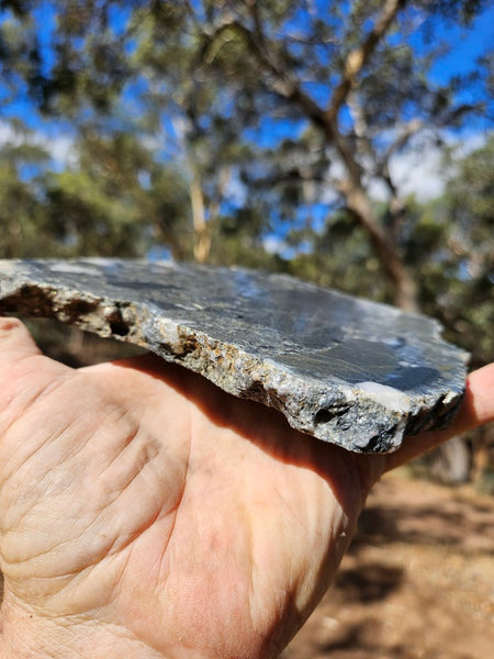 Polished Beaton's Creek auriferous conglomerate slab BC119