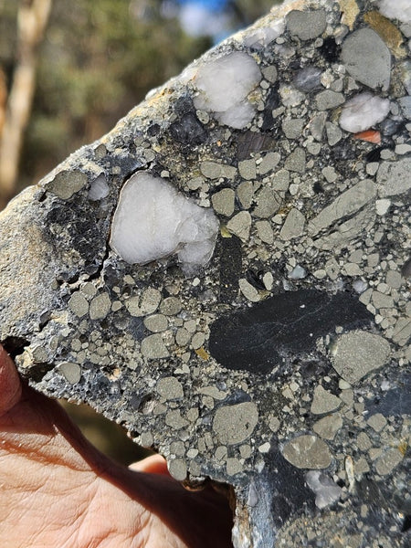 Polished Beaton's Creek auriferous conglomerate slab BC119