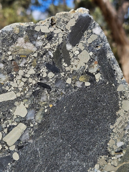 Polished Beaton's Creek auriferous conglomerate slab BC119