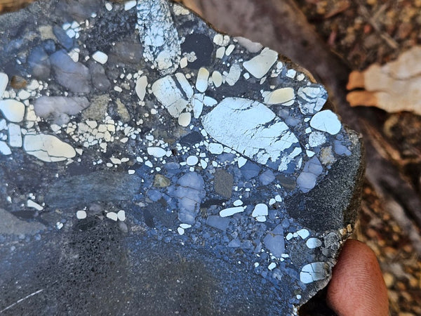 Polished Beaton's Creek auriferous conglomerate slab BC117