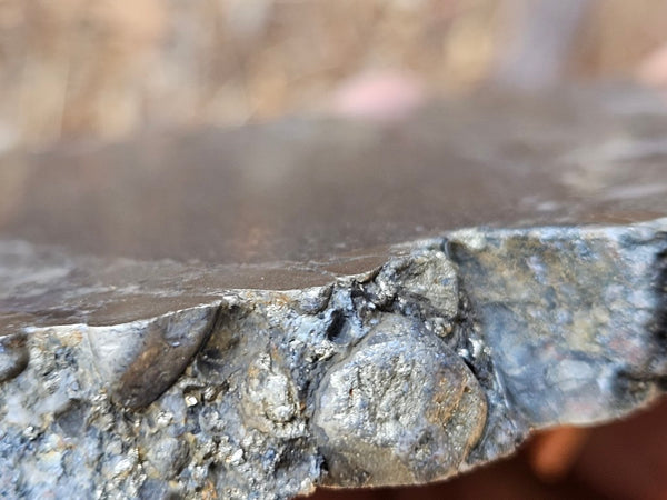 Polished Beaton's Creek auriferous conglomerate slab BC117