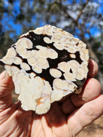 Polished Peanut Wood slab PW357