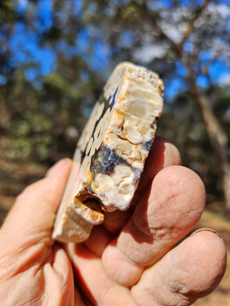 Polished Peanut Wood slab PW357