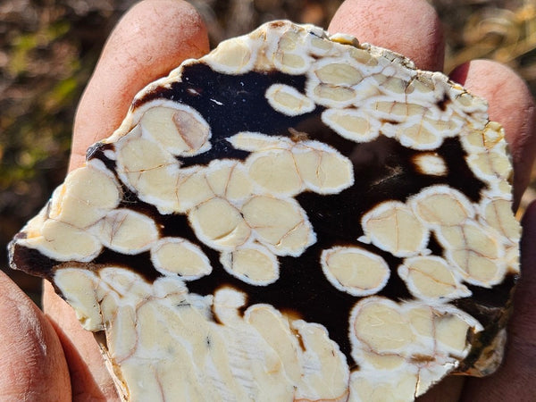 Polished Peanut Wood slab PW357