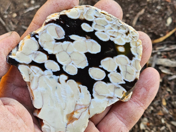 Polished Peanut Wood slab PW357