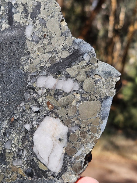 Polished Beaton's Creek auriferous conglomerate slab BC120