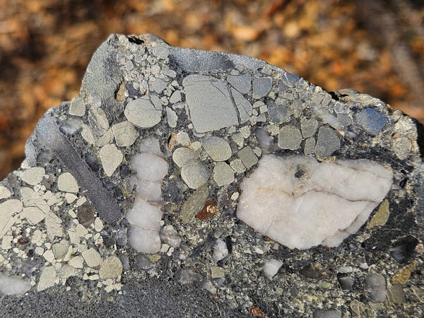 Polished Beaton's Creek auriferous conglomerate slab BC120