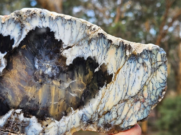 Polished Dendritic Opal slab DO240