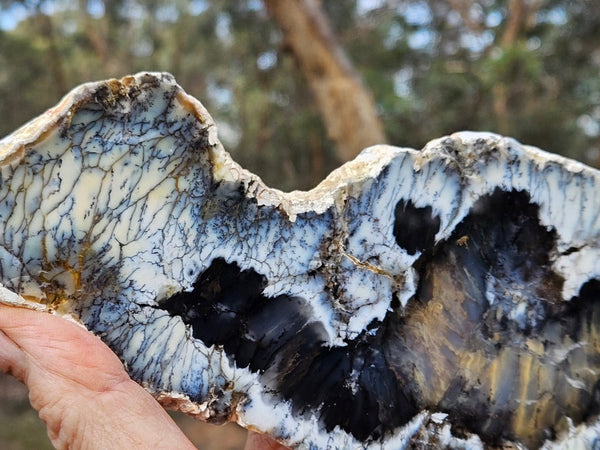 Polished Dendritic Opal slab DO240