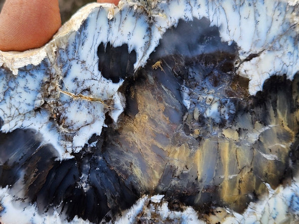 Polished Dendritic Opal slab DO240