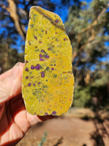 Polished Stichtite in Serpentine (Atlantisite) STI153