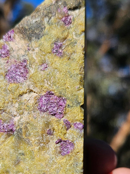 Polished Stichtite in Serpentine (Atlantisite) STI153