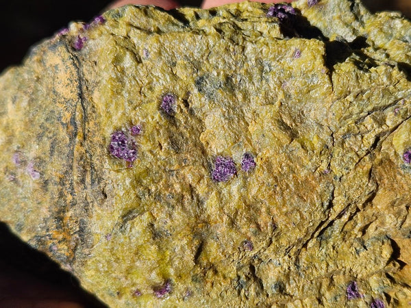 Polished Stichtite in Serpentine (Atlantisite) STI153