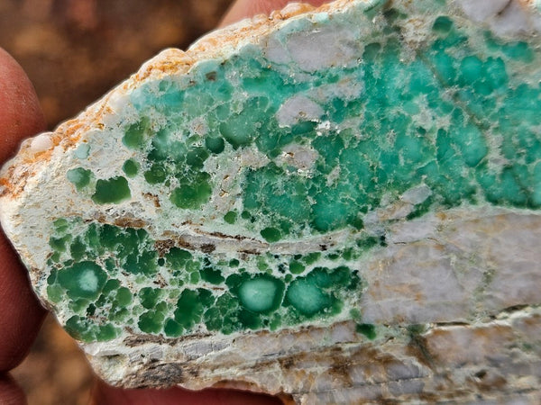 Variscite Polished Slab.  VP 303
