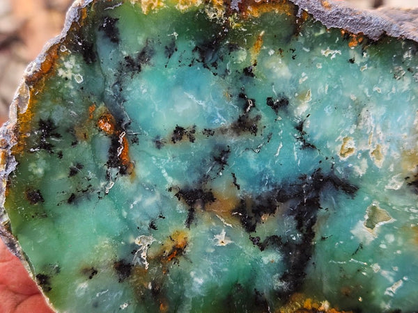 Polished  Chrysoprase  CH497