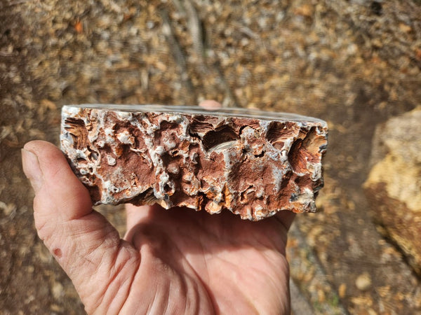 Polished Pilbara Agate PA290